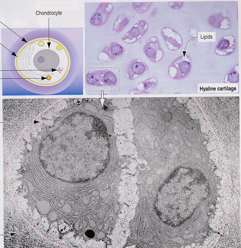 Bordo della lacuna Matrice Pericellulare Condrocita Glicogeno Goccia Lipidica