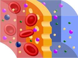 Soluzioni FENOMENI OSMOTICI E PRESSIONE OSMOTICA Una membrana semipermeabile è una membrana che permette a certe molecole o ioni di attraversarla tramite la diffusione Il flusso dipende dalla