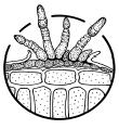 LISTA DEI FUNGICIDI OMOLOGATI IN FRUTTICOLTURA 2011 Nome commerciale Gruppo chimico (classe di tossicità) Materia attiva Indicazioni generali Frutta a granelli Malattie principali Frutta a nocciolo =