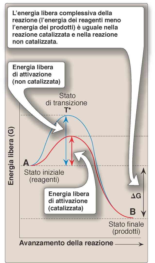 3 Energia di attivazione ENZIMI Stabilizzano lo stato di