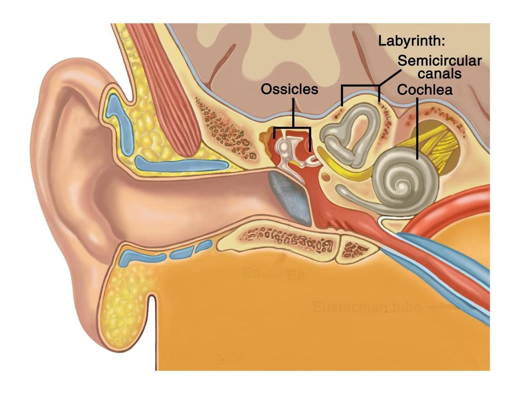 Orecchio Interno