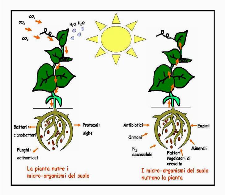 La popolazione microbica della rizosfera interagisce dinamicamente con l