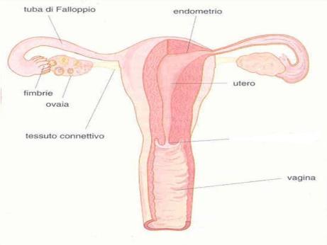 utero o cervice