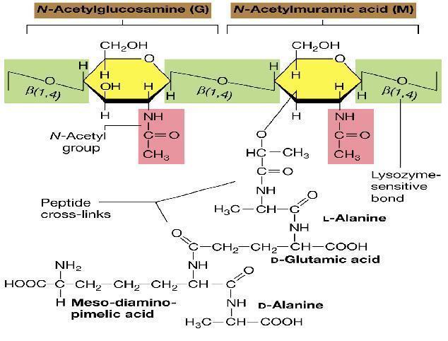 Il peptidoglicano Polimero Subunità: N-acetilglucosammina (G) + acido N-acetilmuramico (M) (amminozuccheri) uniti da legame