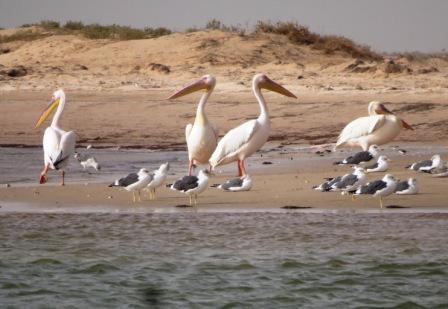 basano sulla sicurezza dei passegeri in funzione della situazione climatica (in particolare il vento che può essere forte sulla costa). Nota bene: le barche non sono provviste di giubbotti salvagente.