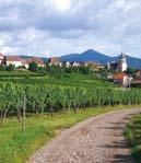 Raňajky, prehliadka pevnosti Haut Koenigsbourg, dominanty a pýchy Alsaska. Ochutnávka suchých bielych alsaských vín v stredovekej dedinke Dambach la ville a zastávka v malebnom mestečku Obernai.