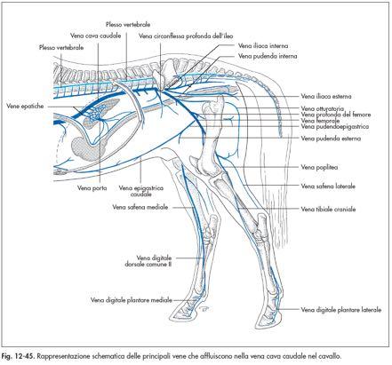 craniale Principali vene dell arto