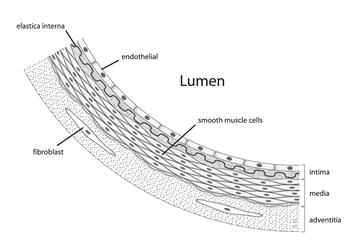 ARTERIE => vasi a resistenza Arterie collocate in periferia => Arterie muscolari e arteriole: => tonaca media costituita soprattutto di cellule muscolari lisce => variano ampiezza del lume