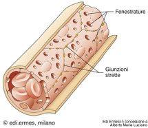 Endotelio Lamina basale