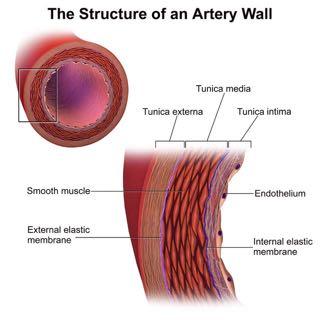 Arterie Vene Intima: Endotelio c. lasso Media: c.