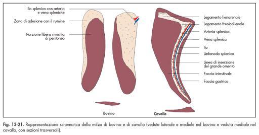 Forma della milza differenze