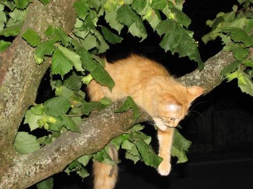 «Há um gato em cima da árvore» Nel primo esempio il soggetto è io e il verbo avere ha il significato di possedere: Io ho un gatto,