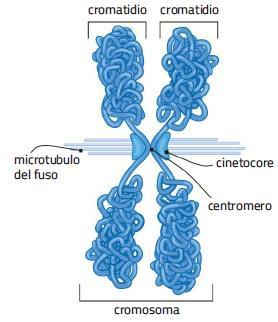 I cromosomi Ogni cromosoma è costituito da due filamenti