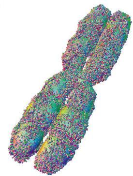dell altro; i due filamenti, chiamati cromatidi, sono