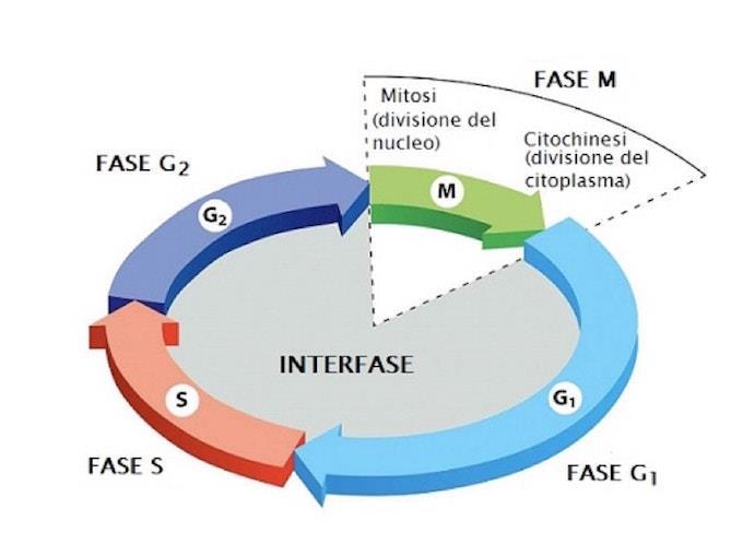 Ciclo Cellulare IL ciclo cellulare di una cellula eucariotica è diviso in 4 fasi