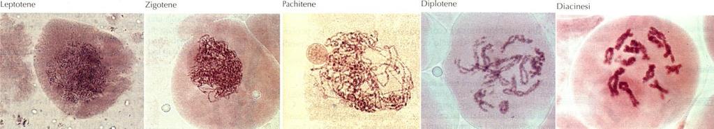 maggiormente, si ha Crossing-over in corrispondenza dei Chiasmi Cromosomi si spiralizzano ulteriormente e
