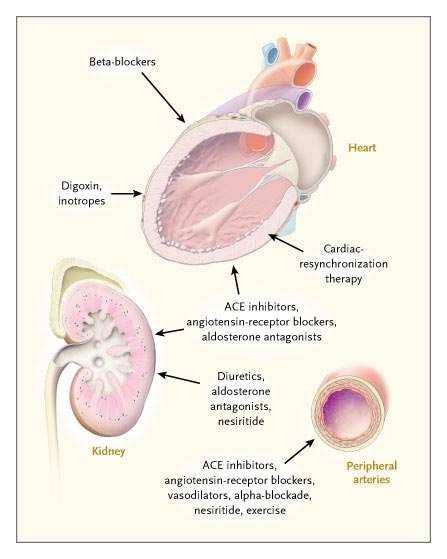 1) Forza contrattile del cuore VIS A TERGO 2) Massa di sangue circolante VOLEMIA 3) RESISTENZE periferiche PRESSIONE SANGUIGNA PRESSIONE MASSIMA : SISTOLICA PRESSIONE MINIMA : DIASTOLE VENTRICOLARE