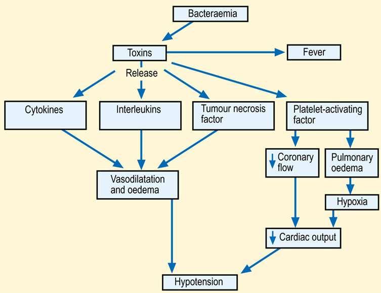 Attenzioni nello shock emorragico Shock settico: meccanismi dell ipotensione La