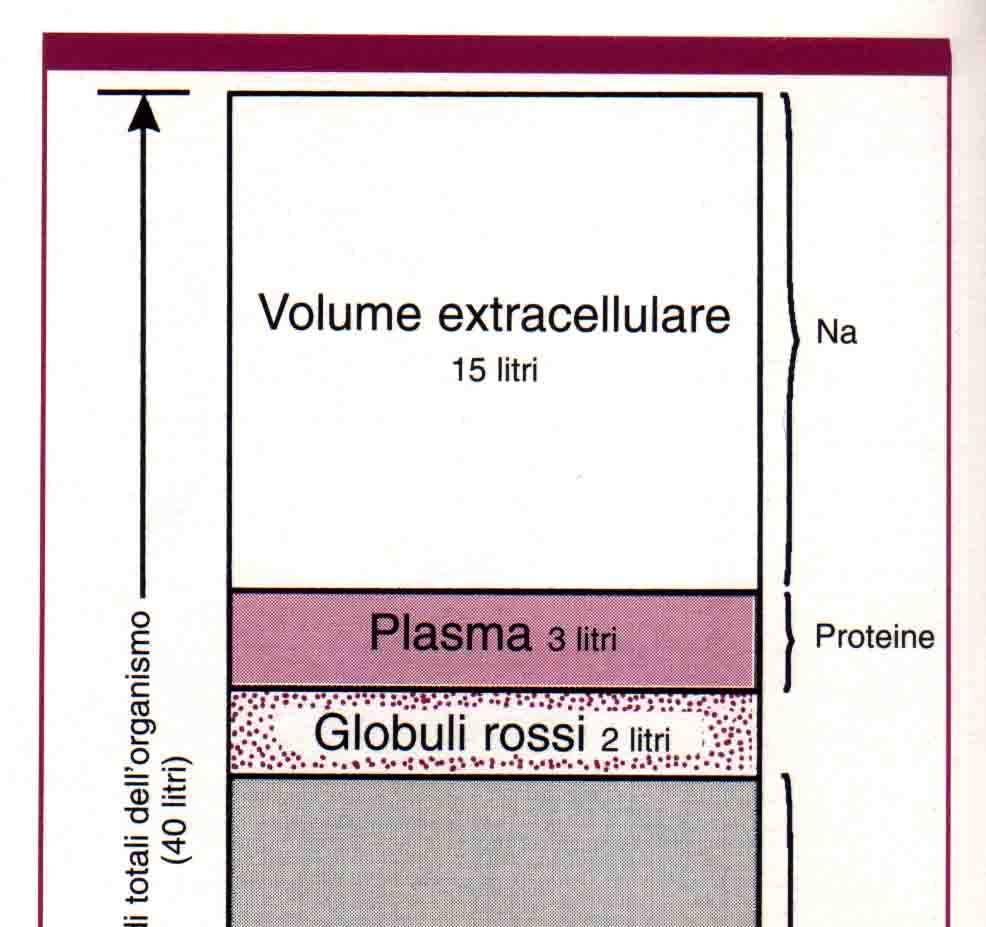 L'edema può interessare una sola parte anatomica oppure può essere generalizzato e interessare tutto l'organismo; in questo caso, prima che l'edema sia clinicamente evidente, devono accumularsi