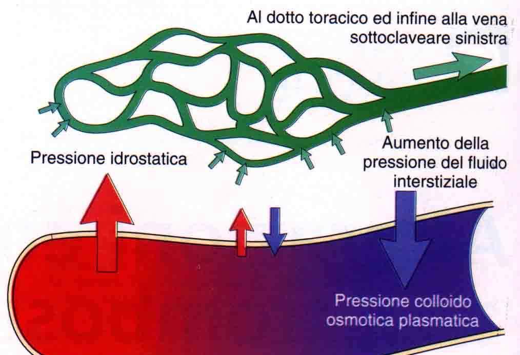 Lo scambio di liquido tra plasma sanguigno e liquido interstiziale è regolato dalla legge di Starling.