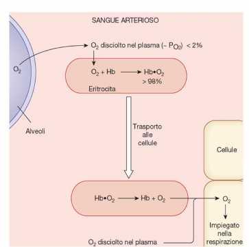 97% legato all Hb nei globuli rossi 3%
