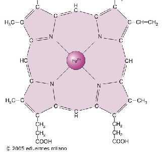 Emoglobina (cromoproteina PM = 64.