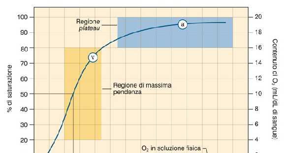 Curva di dissociazione dell ossiemoglobina Vantaggi relazione Hb + O 2