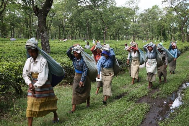 PROGETTO PIANTAGIONI DI TE in DARJEELING Progetto avviato nel 2012 oggi attivo nei villaggi delle piantagione di tè di Simulbari e Shikarpur nel Nord Bengala.