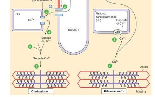 L ingresso di Ca 2+ stimola la liberazione di Ca 2+ dal RS (3-4). 5-6. Ca 2+ + troponina determina contrazione muscolare 7.