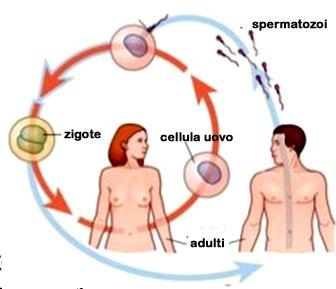 6 Riproduzione La RIPRODUZIONE SESSUATA avviene attraverso la fecondazione, cioè la fusione di