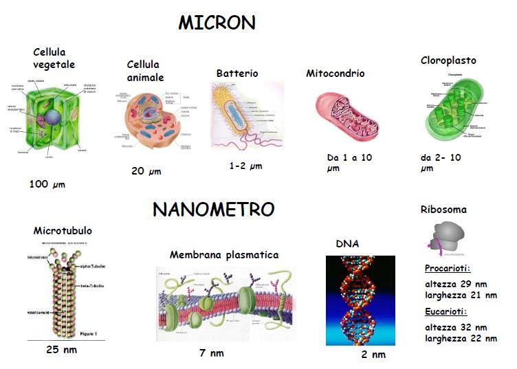 Cellule ed organuli