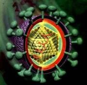 Il virus dell'epatite C Famiglia: Flaviviridae Genere: hepacavirus (Hcv) Virus a RNA