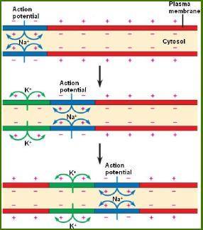 Propagazione del potenziale d azione La propagazione del potenziale d azione si basa sulla generazione di nuovi