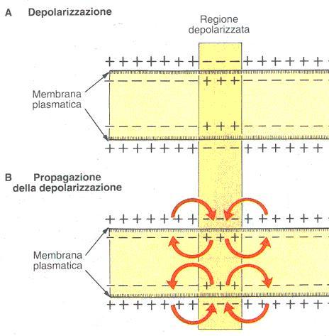 Meccanismo della propagazione elettrotonica del potenziale d azione Le correnti elettrotoniche all esterno dell assone spostano cariche positive verso il punto eccitato, all interno dell assone