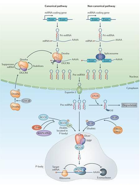 mirnas: Biogenesi canonica Dicer.