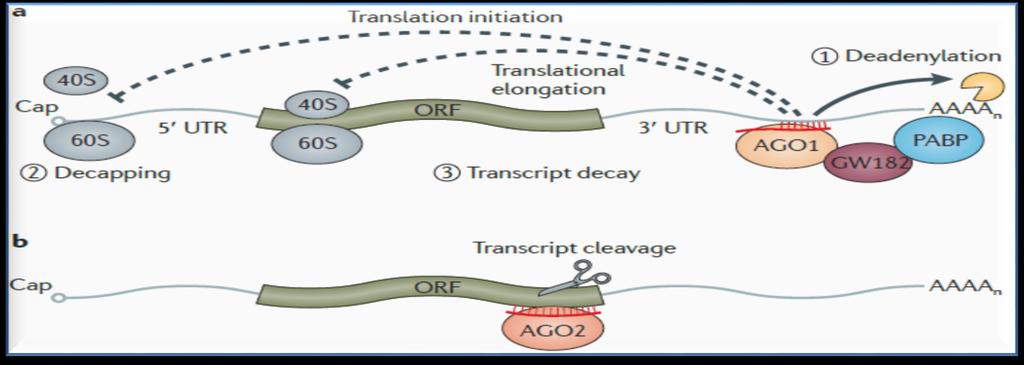 mirnas: effetto sulla regolazione La regolazione dei mrna target è nella maggior parte dei casi dovuta a un limitato appaiamento tra il mirna e la sequenza target al 3 del mrna portando a una