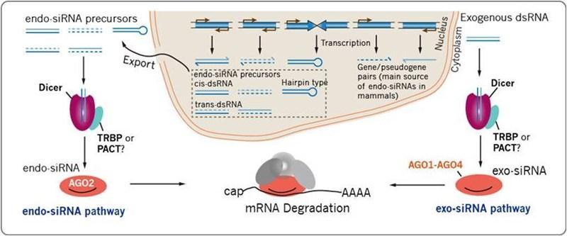 Small interfering RNAs (sirnas) Small interfering RNAs (sirna) Endogeni (endo-sirna): derivano da loci genomici, come trasposoni, sequenze invertite ripetitive, tandem repeats che producono