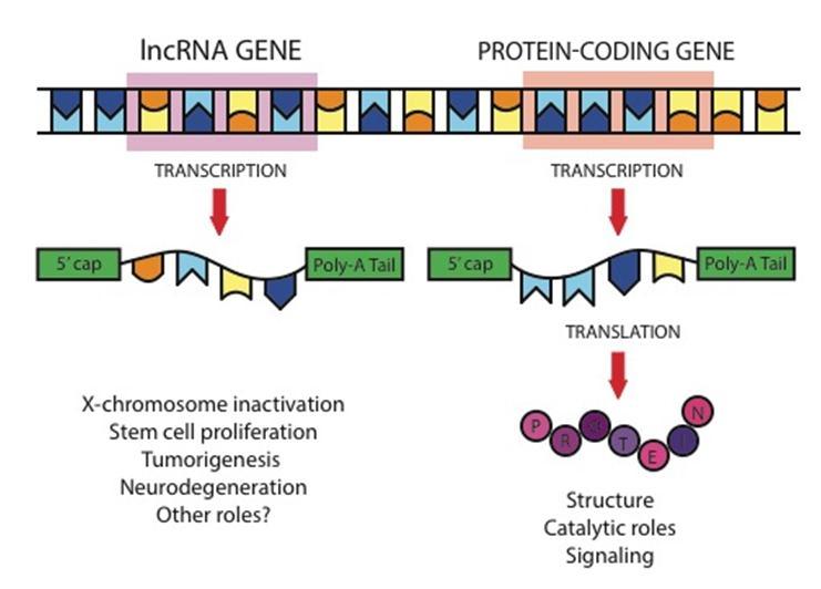 Long non coding RNAs trascritti di