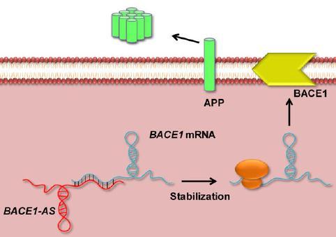 LncRNAs: Regolazione dell mrna Regolazione