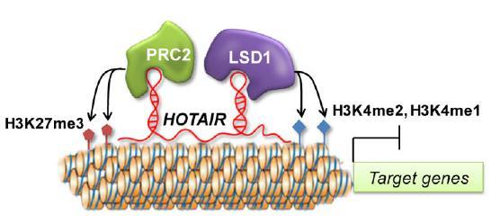 epigenetic repression