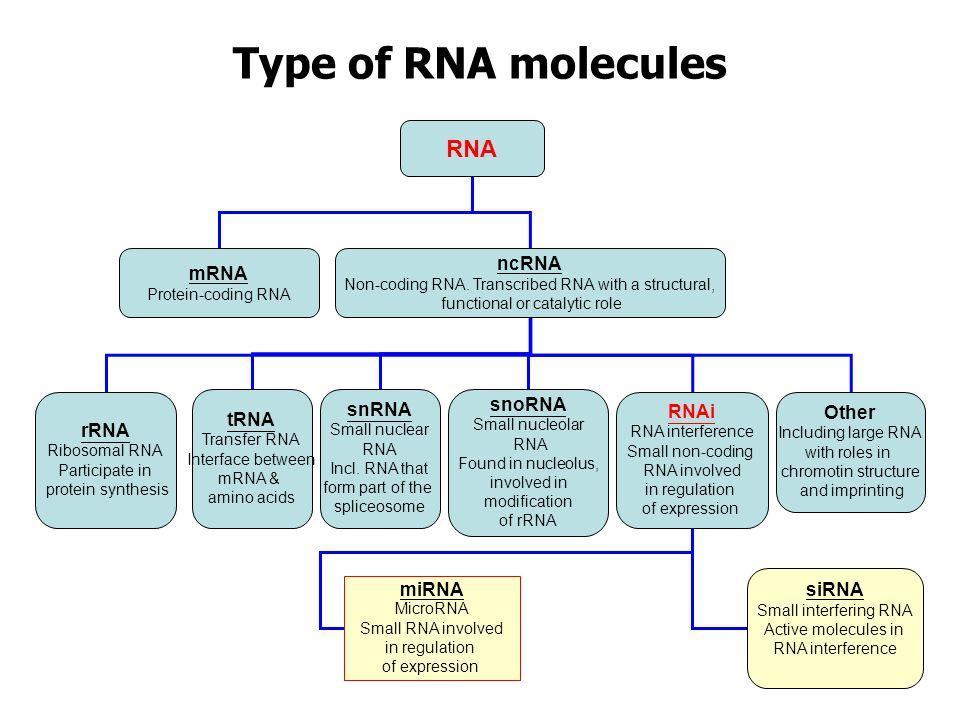 RNA Chen