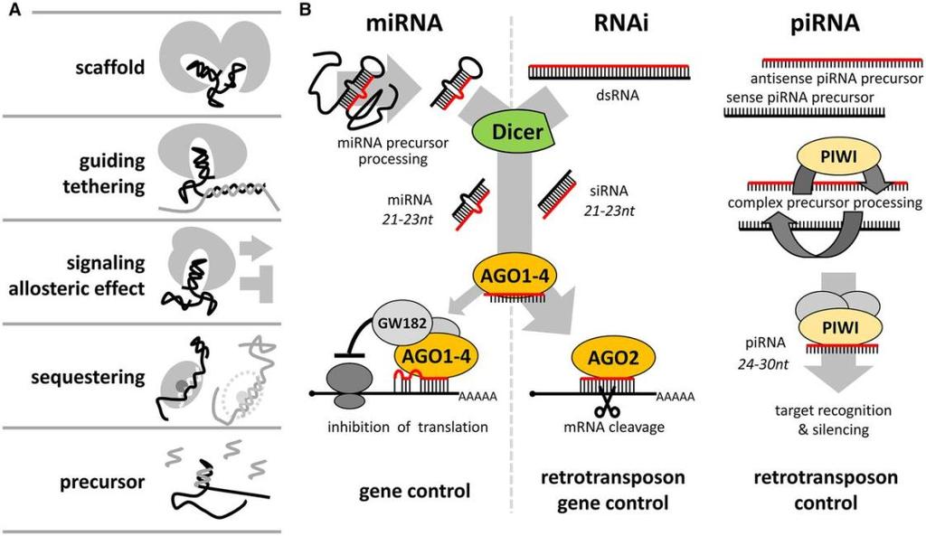 Small non-coding RNAs Svoboda,