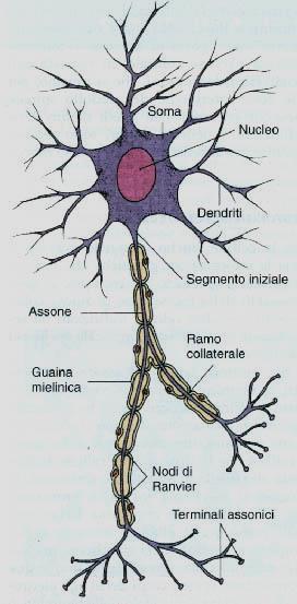 Potenziale d azione Il potenziale d azione consiste in una repentina e transitoria variazione del potenziale di membrana che si genera nelle cellule eccitabili in risposta a potenziali graduati che