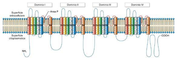 Canali del Na + voltaggio dipendenti Il gate di inattivazione è rappresentato da una porzione citoplasmatica del canale (ansa che connette i domini III e IV) che occlude il poro legandosi ad una