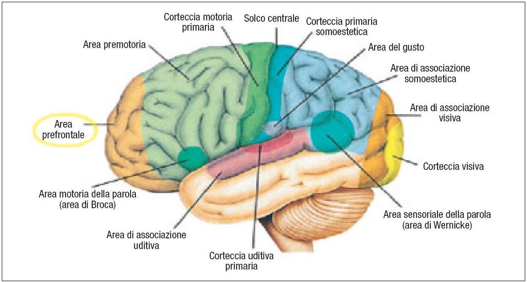 3.8 La metafora neurobiologica e breve cronologia 69 base dell'elaborazione dell'informazione a livello cerebrale.