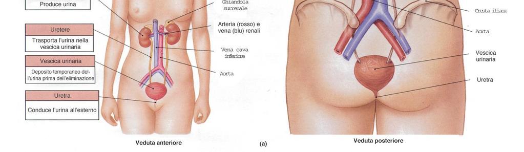 urinarie: raccolta ed eliminazione dell