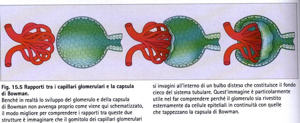 Corpuscolo renale glomerulo arterioso