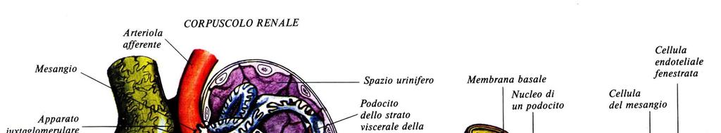 Corpuscolo