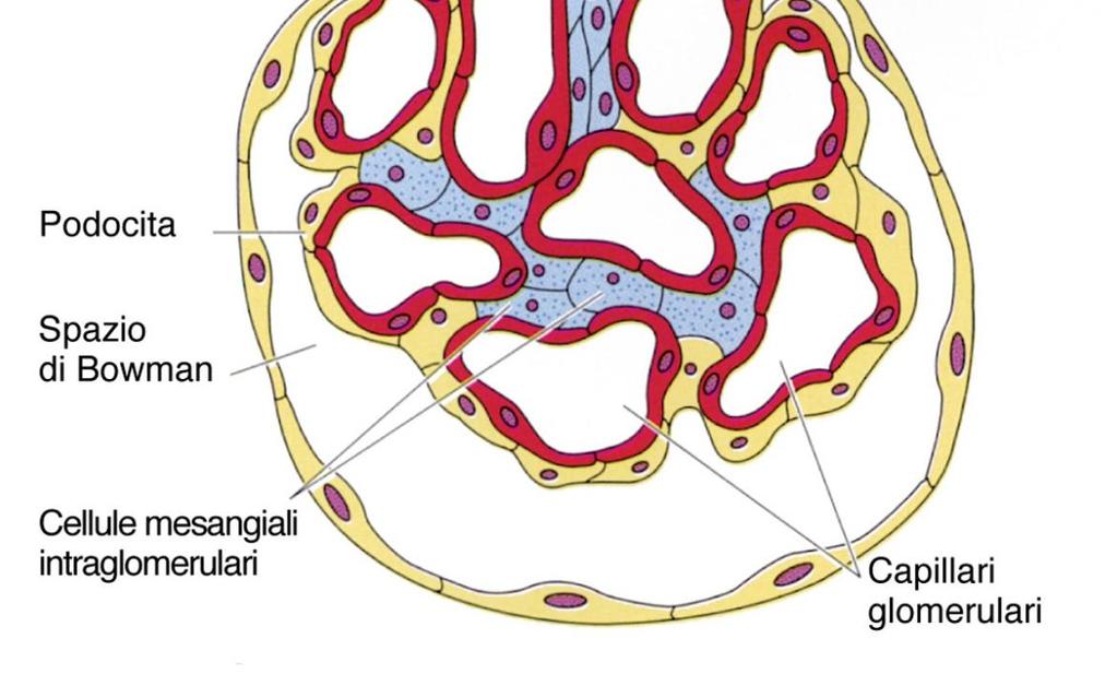 juxtaglomerulari (con cui vengono in rapporto) a produrre renina -> vedi sistema reninaangiotensina-aldosterone CELLULE IUXTAGLOMERULARI: nella parete dell arteriola afferente -> cellule muscolari
