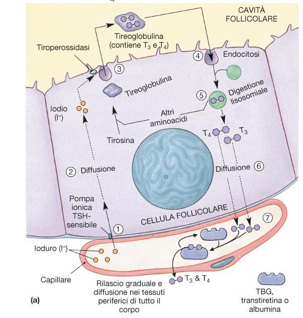 ormoni tiroidei regolano il metabolismo basale e la temperatura